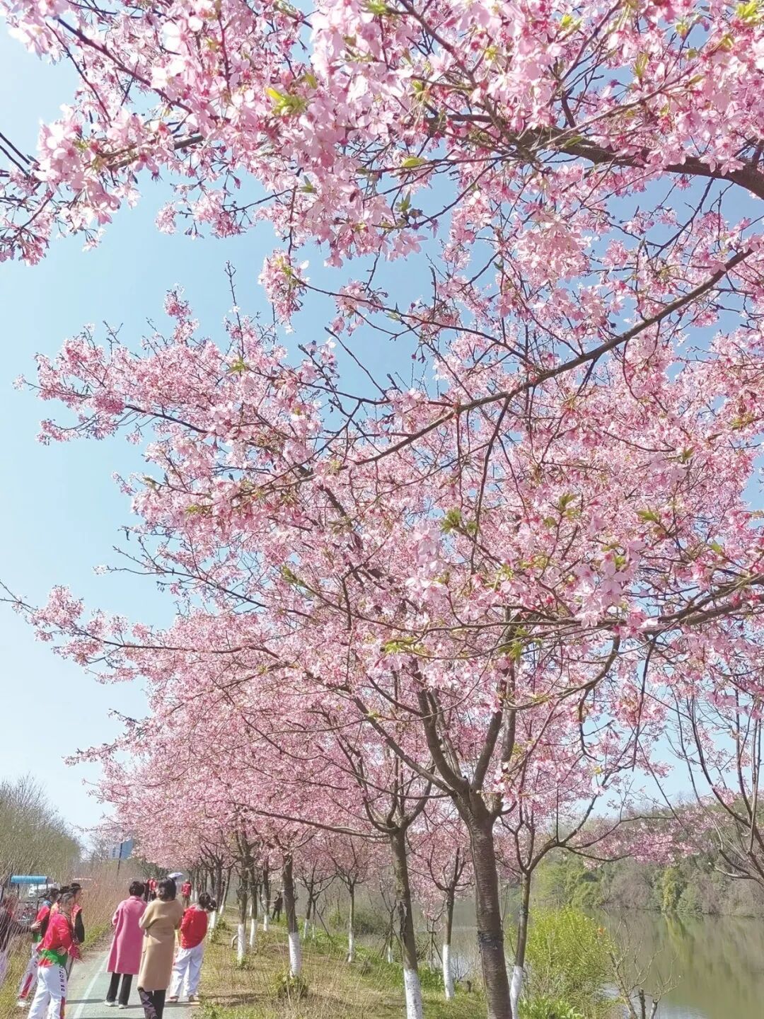 泰和县蜀口洲樱花盛开，游客三五成群漫步在樱花树下，拍照赏花。 黄启封 摄