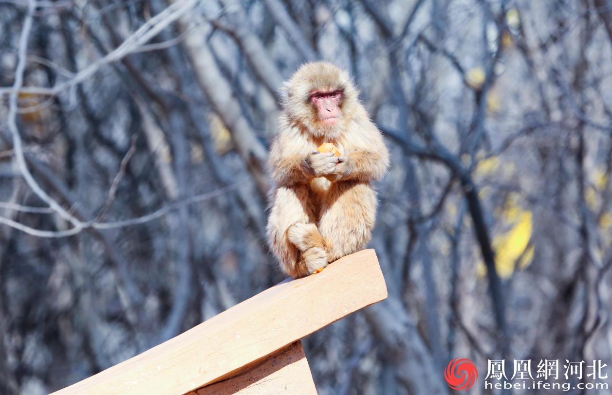目前,国内仅少数动物园可以看到日本猕猴的身影 李卓然摄
