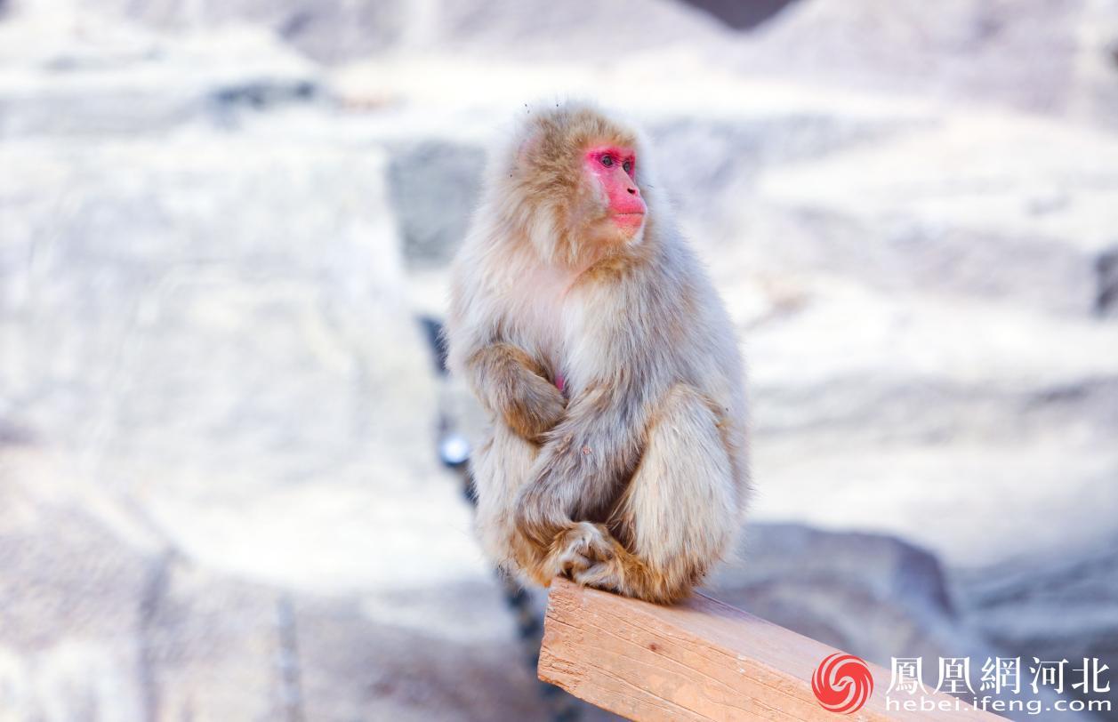 日本猕猴成年后面部更红 李卓然摄