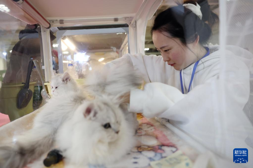 3月27日，工作人员在展位上给宠物猫梳理毛发。新华社记者　陈斌　摄
