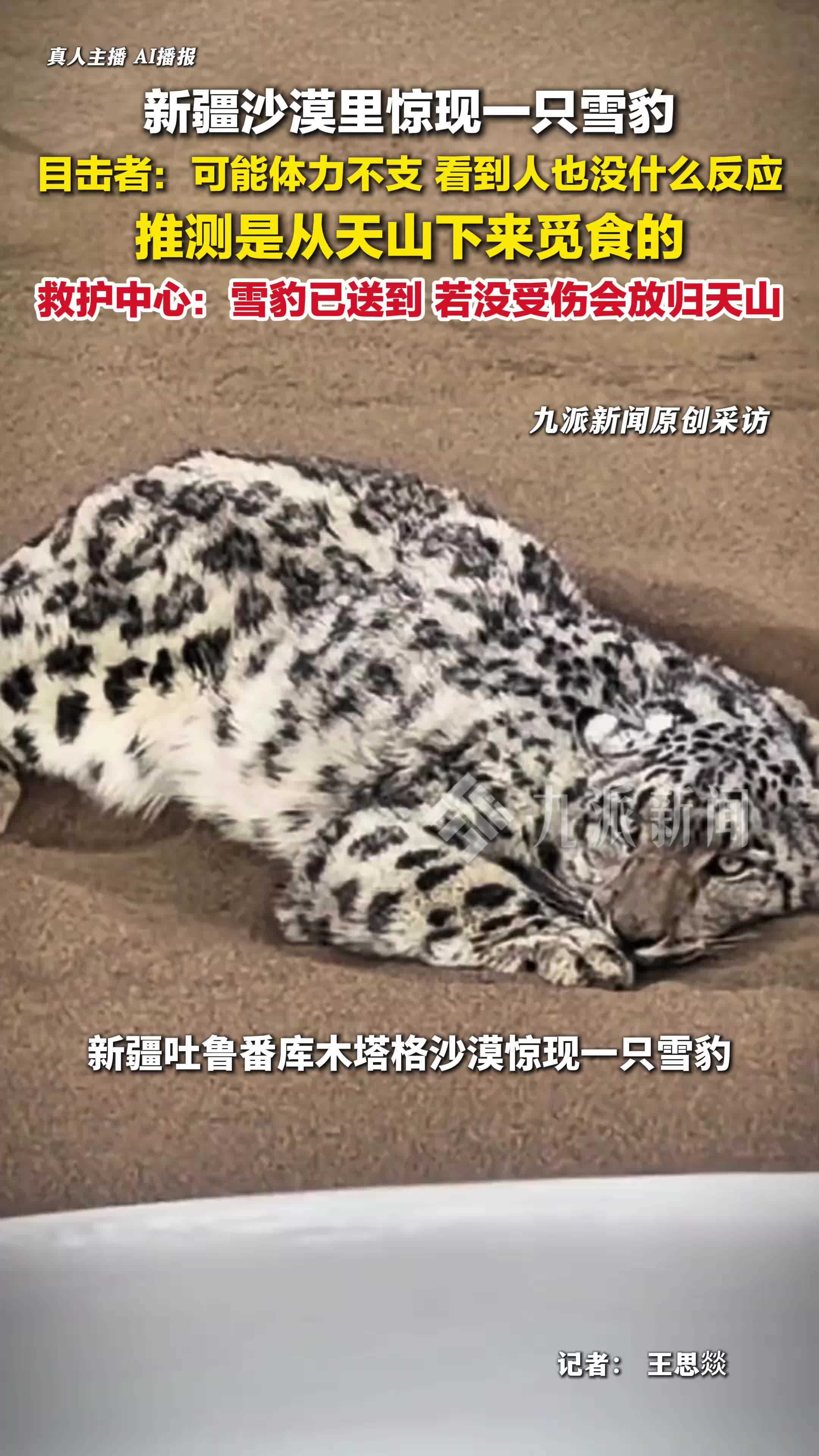 新疆吐鲁番救护中心回应沙漠惊现雪豹：若没受伤会放归天山