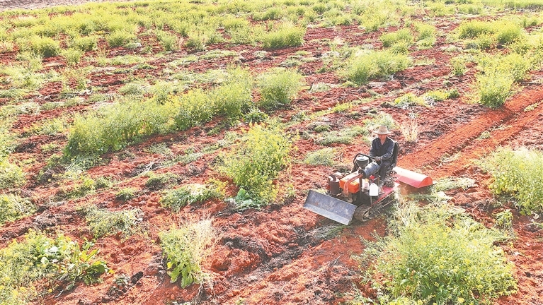永丰县：种植蔬菜 增收致富（图）