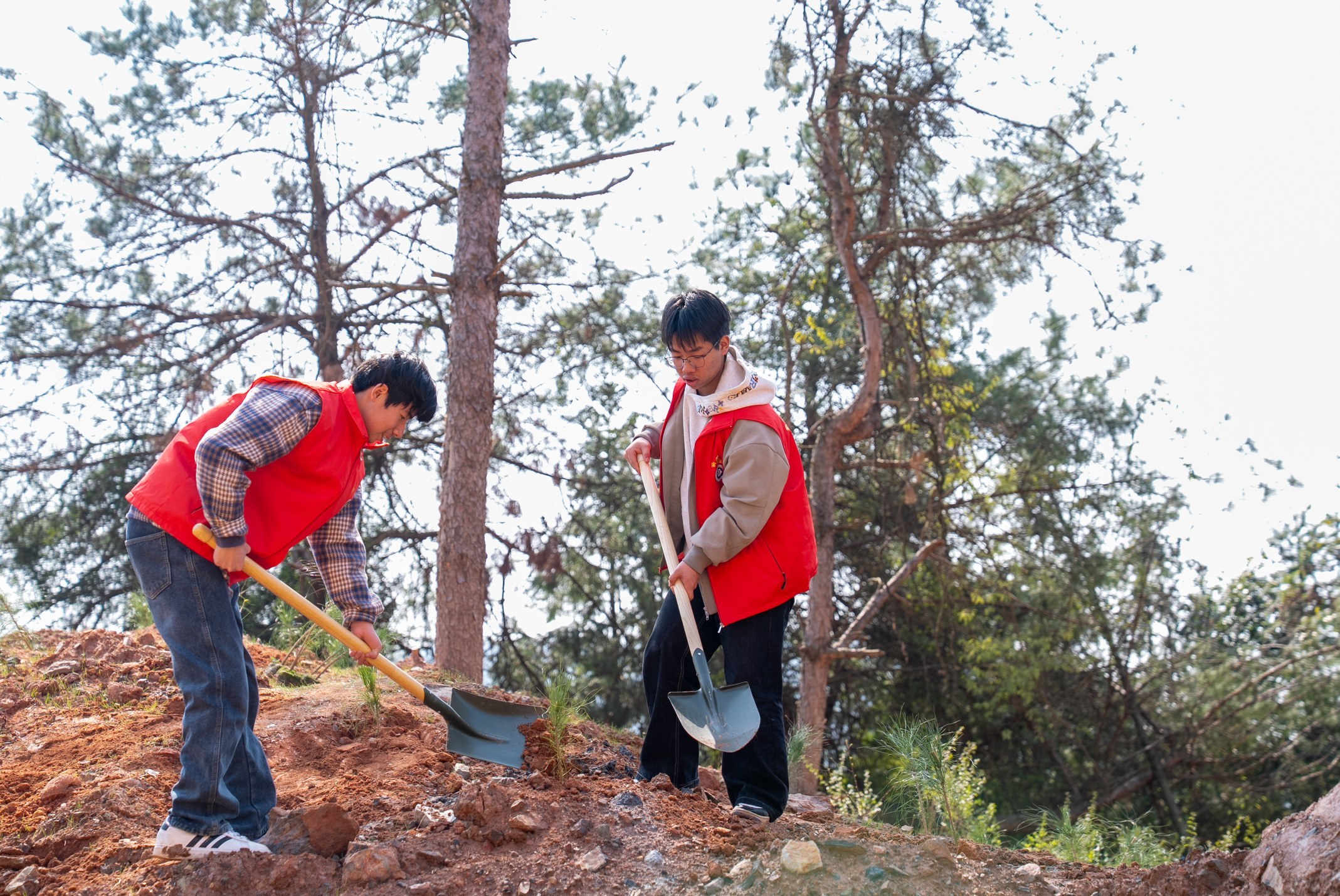 义务植树添新绿，渝水青年志愿者在行动