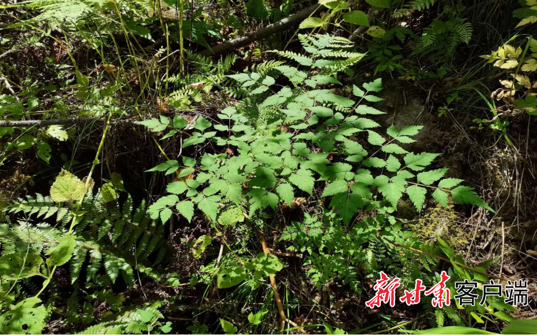 岷县农技人员发现标记的野生当归种群