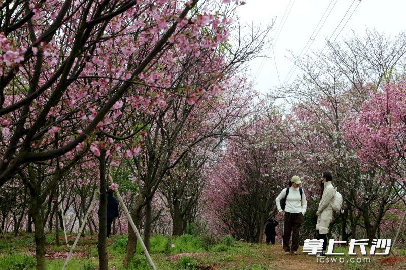 80亩粉色花海层层叠叠。