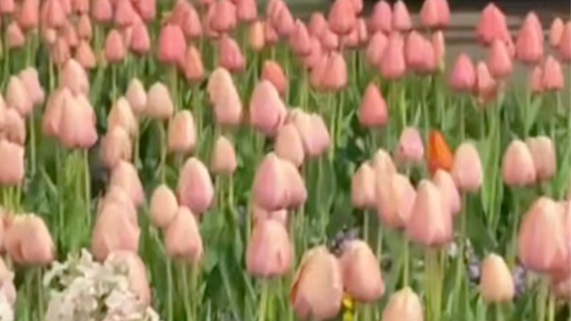 杭州道路绿化带种满郁金香紫罗兰，网友纷纷打卡引安全担忧，浙工大教授斥宣传城市不能靠网红流量，官方表态