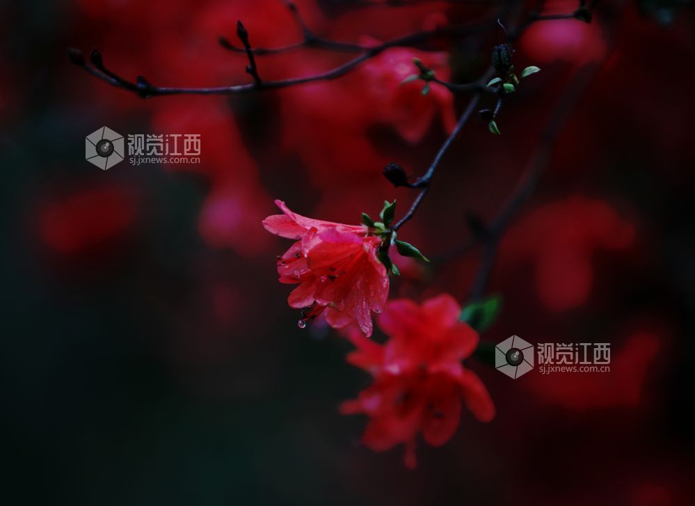 江西分宜:杜鹃花开红似火(图)