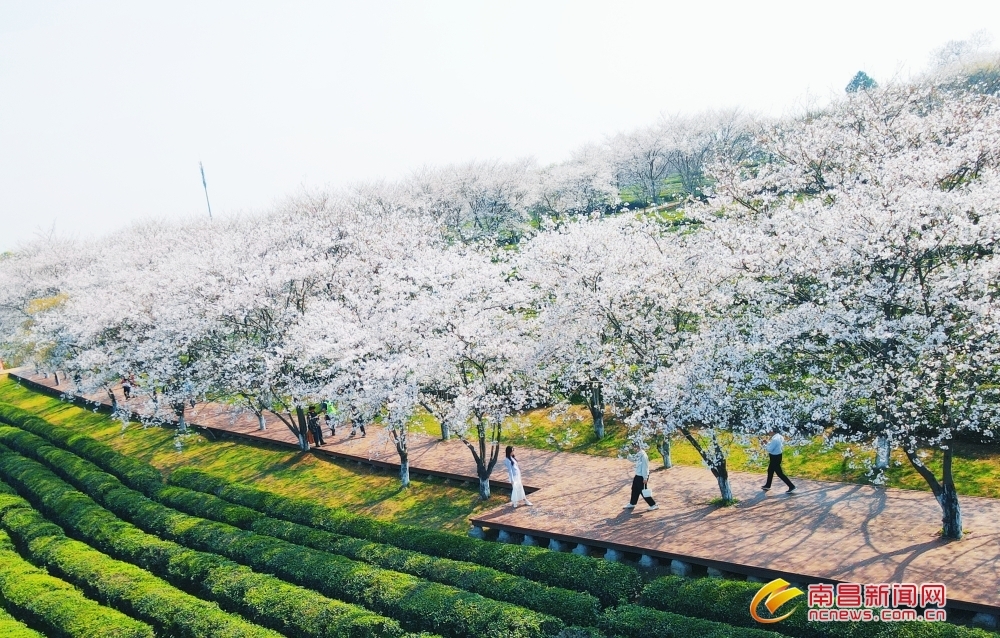 浪漫满园！南昌县千亩白色樱花进入盛花期（图）