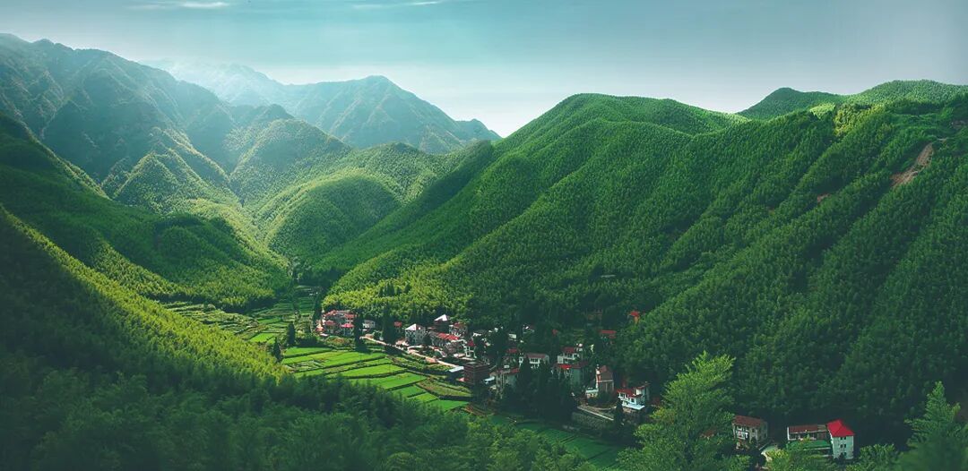 湖州:大竹海.JPG