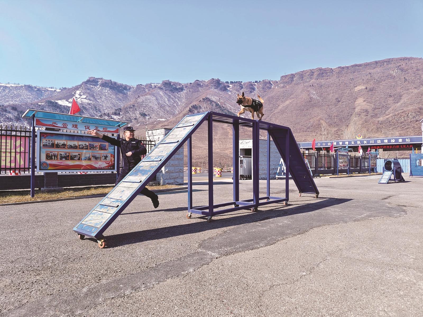 引导警犬熟悉障碍设施 本组图片 长川边境检查站供图