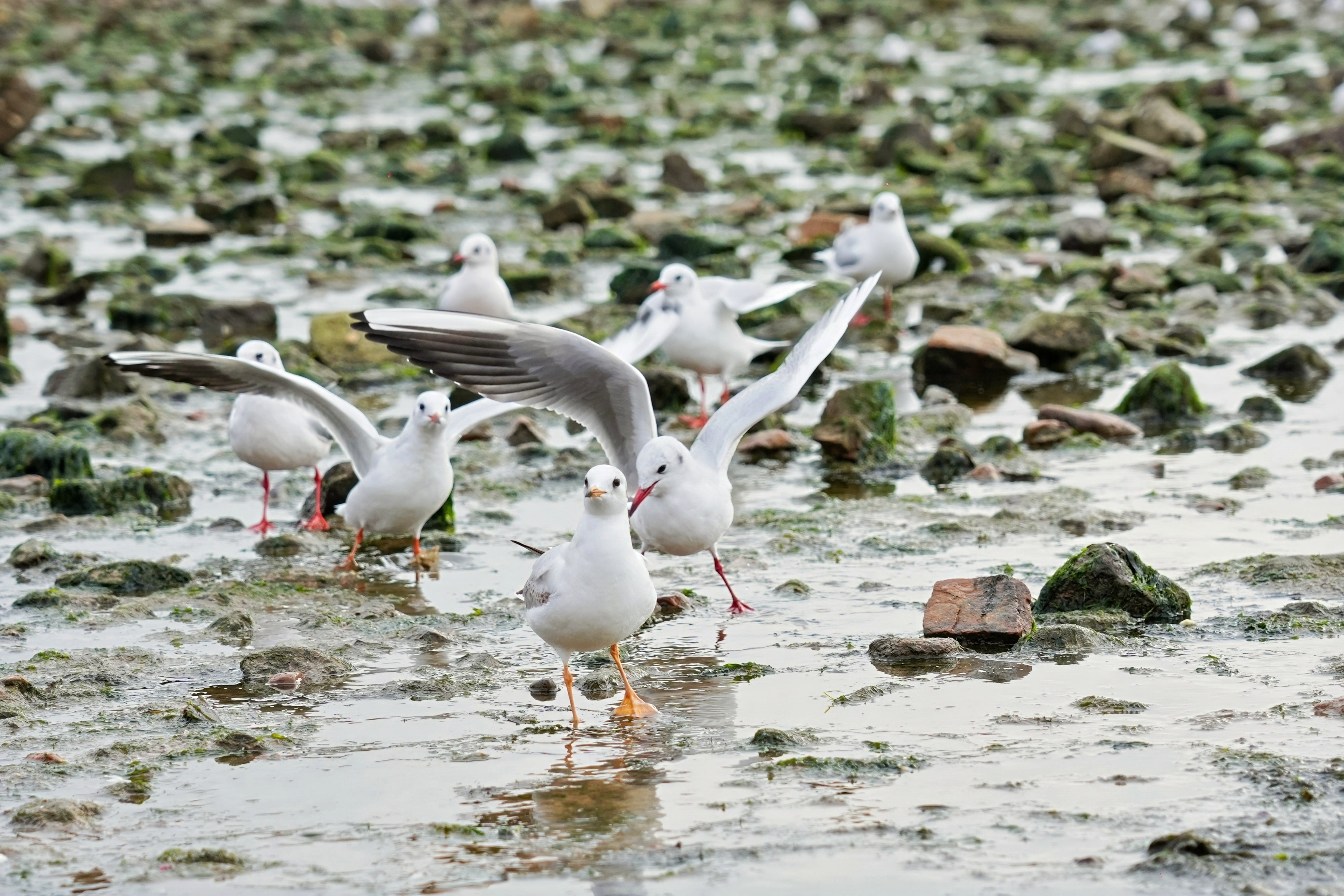 ���ӹ�ע����һ����Ÿ�Ĵ�Ǩ�ֶ���3��28��ջ�ż���