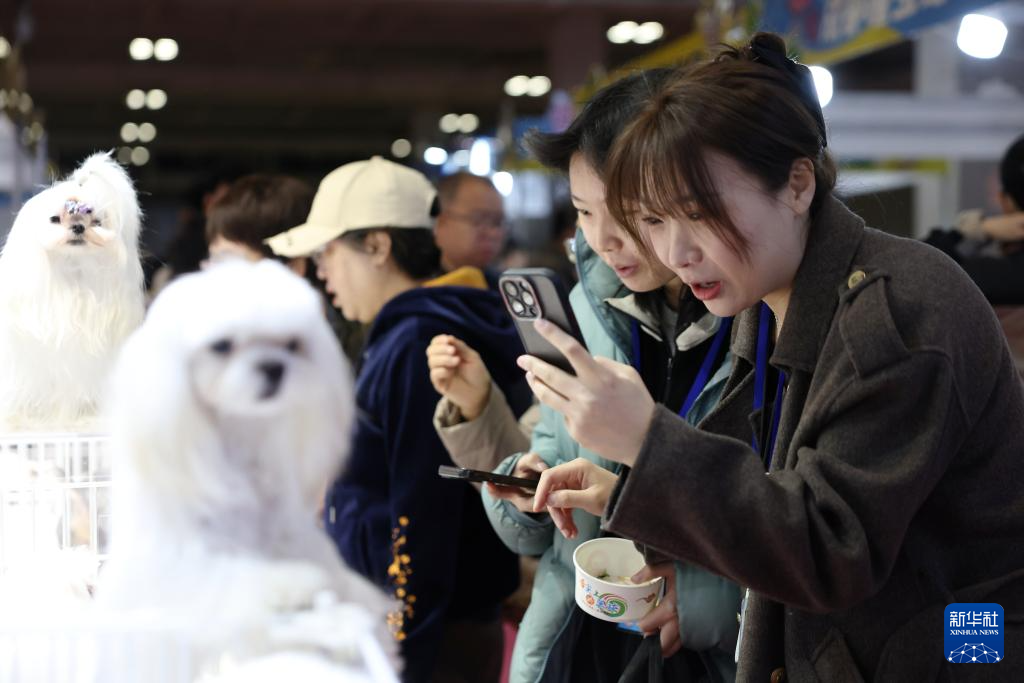 3月27日，消费者在2026西部宠物展兰州展上用手机拍摄宠物犬。新华社记者　陈斌　摄