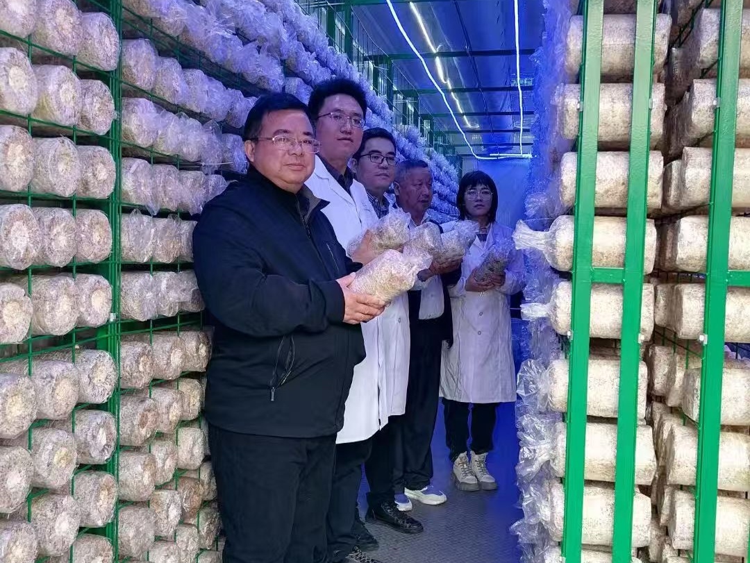 综合利用秸秆 打造有“洞庭湖”和“芦桑菇”双公共品牌的岳阳食用菌产业集群