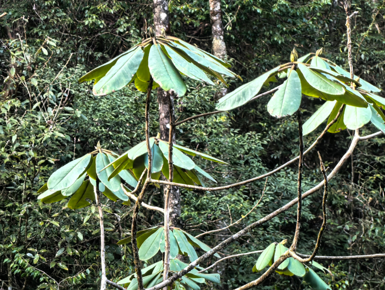 回归地中唯一的成年小溪洞杜鹃含苞待放（受访者供图）