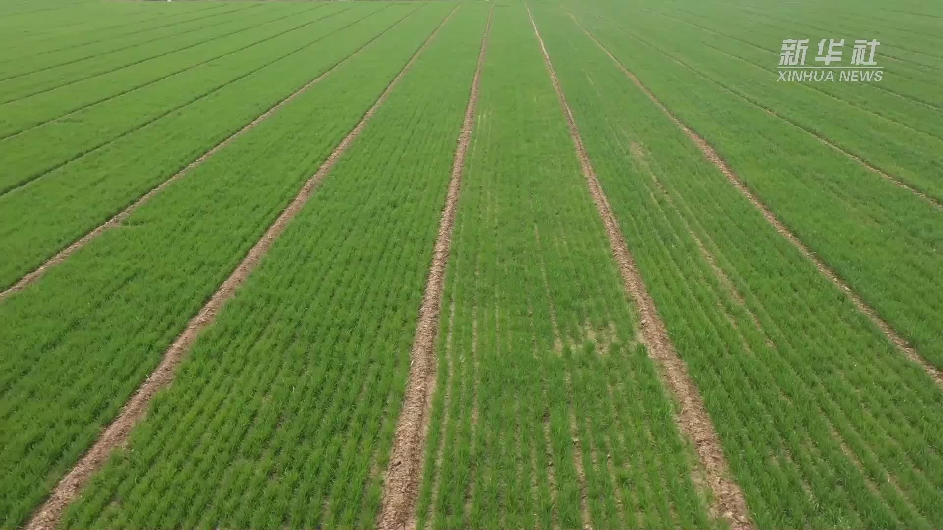 河南：春耕春管正当时 精准施策助丰收