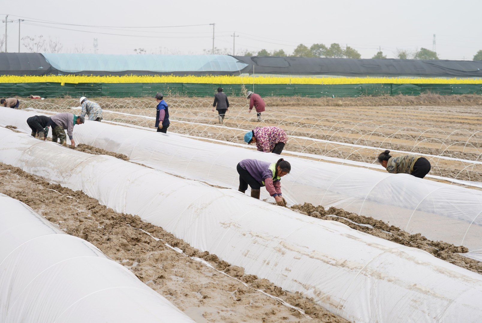 抢抓晴好天气，新余渝水水北镇田间育秧忙