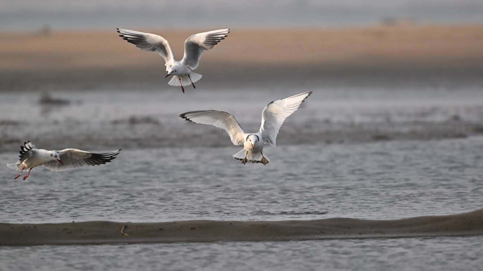 三趾鸥 邵光峰 摄