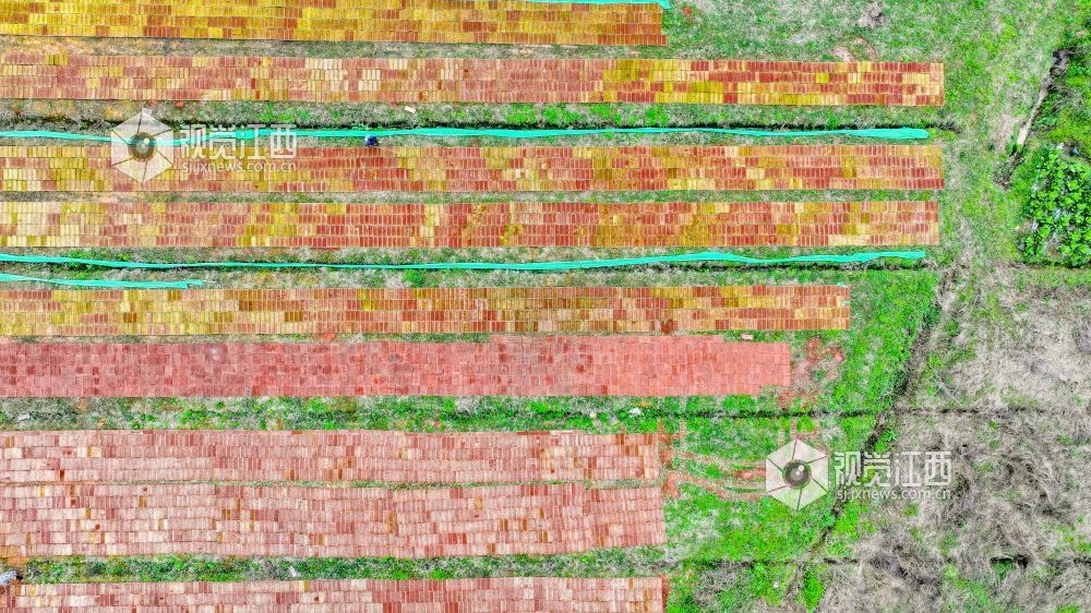 江西萍乡：春来育秧管护忙（图）