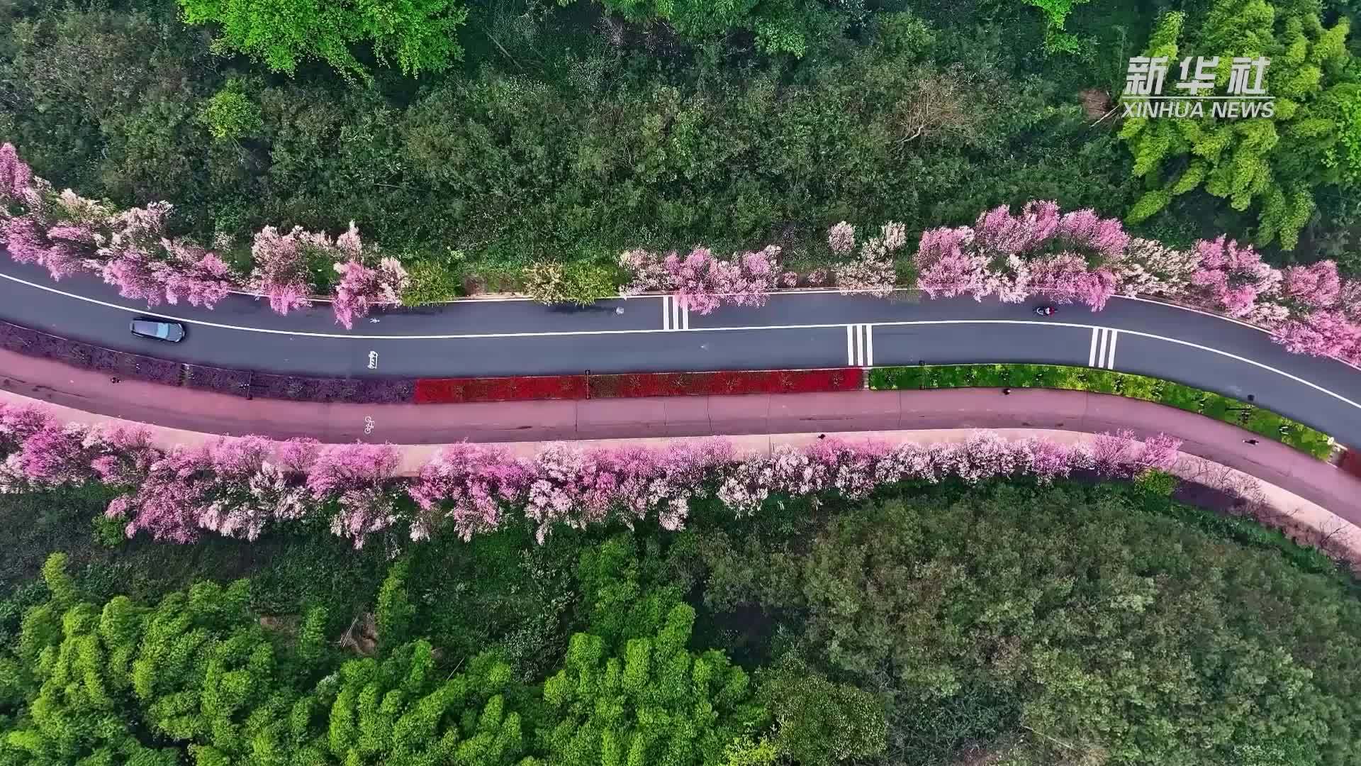 千城胜景｜四川乐山：嘉州绿心公园十里桃花迎来盛花期