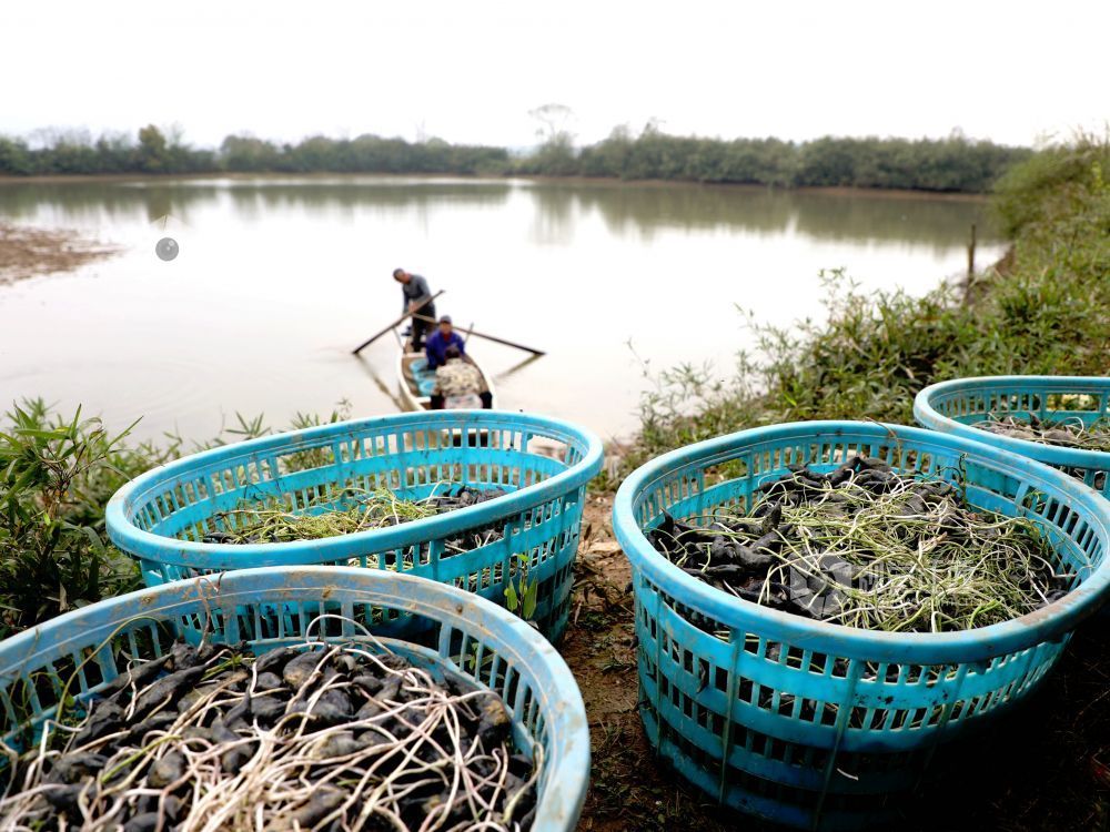 江西分宜：“水上春耕”种菱角（图）