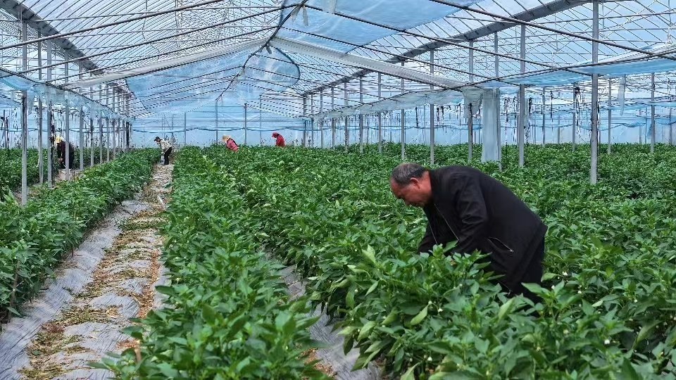 江西抚州：春耕备耕忙（图）