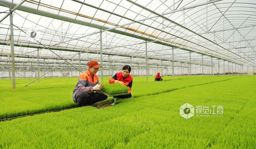 江西新余：科技育秧助力春耕（图）
