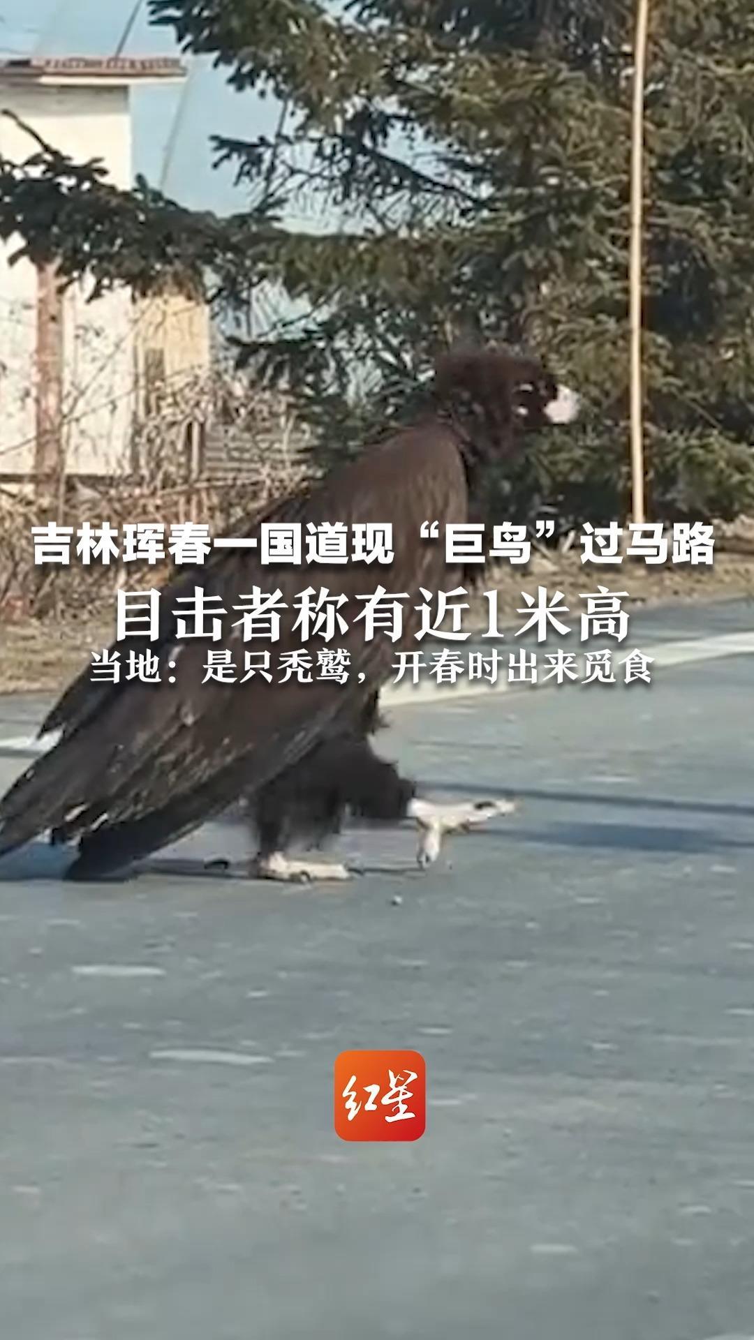 吉林珲春一国道现“巨鸟”过马路，目击者称有近1米高，当地：是只秃鹫，开春时出来觅食