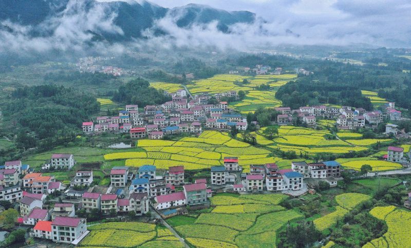 莲花县：花海映村居（图）