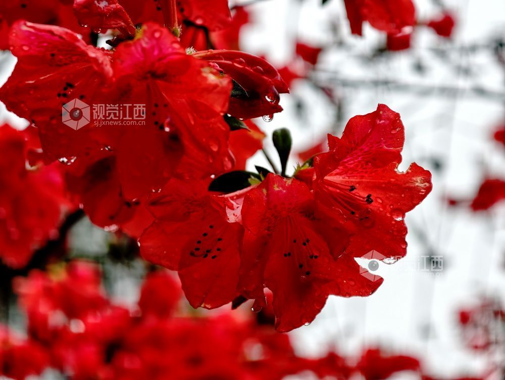 江西分宜:杜鹃花开红似火(图)