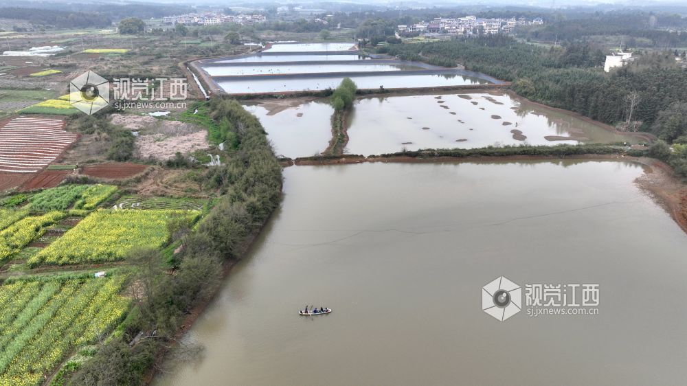 江西分宜：“水上春耕”种菱角（图）