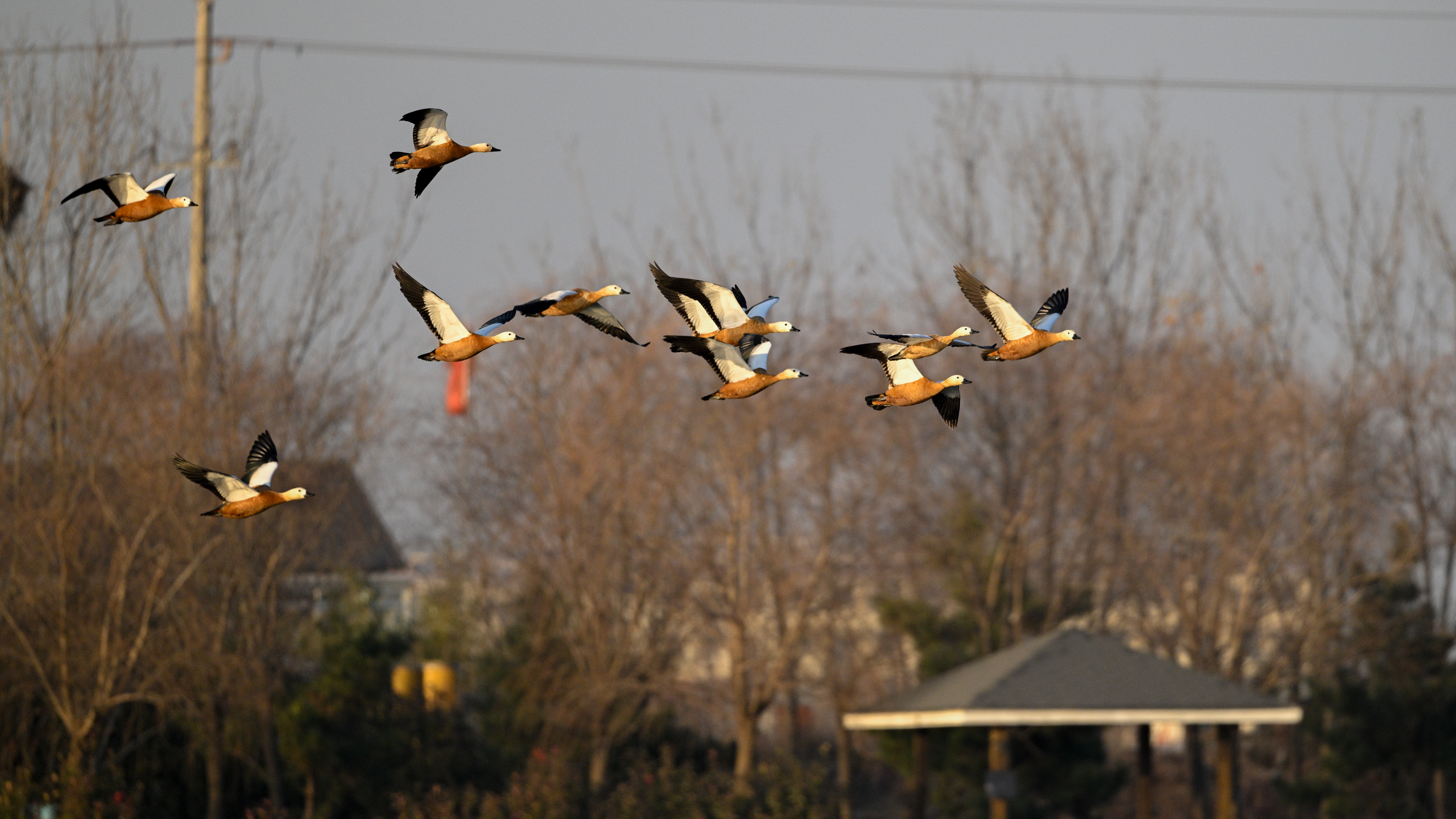 赤麻鸭 邵光峰 摄