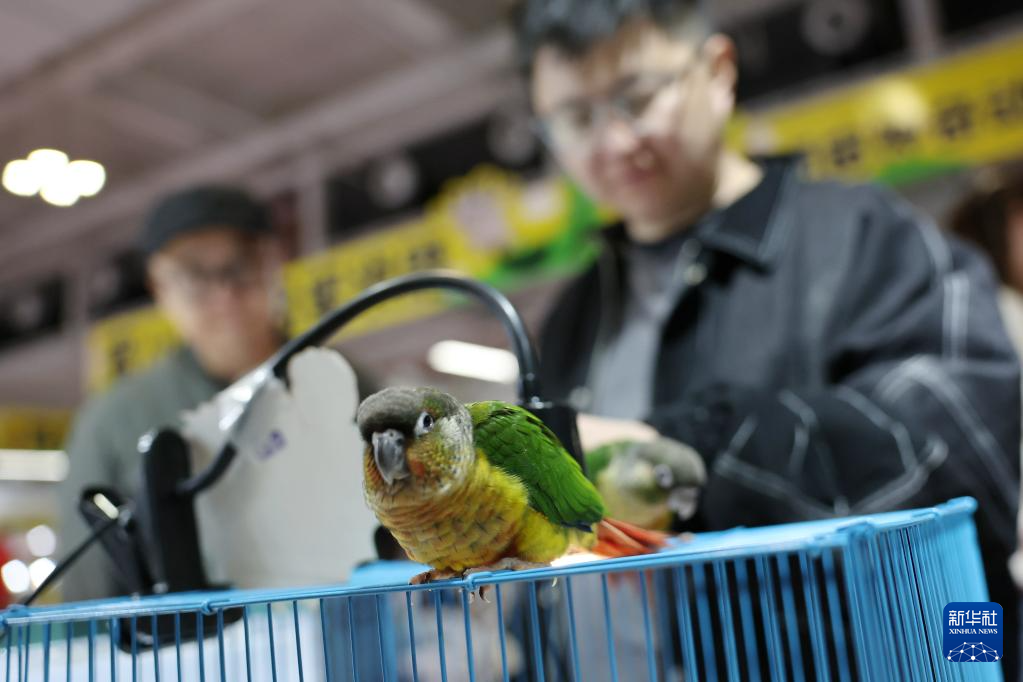 这是3月27日在2026西部宠物展兰州展上拍摄的宠物鹦鹉　新华社记者　陈斌　摄