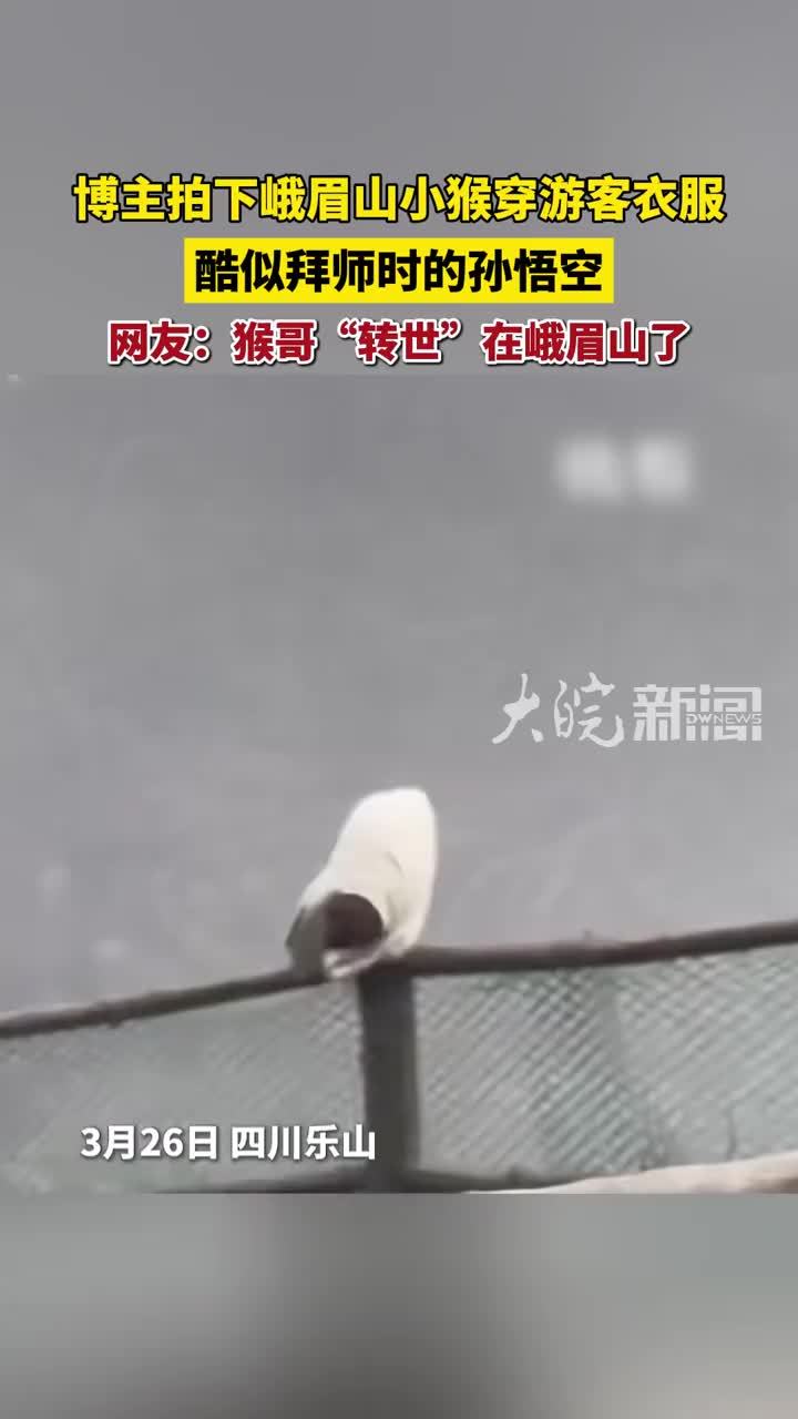 博主拍下峨眉山小猴穿游客衣服，酷似拜师时的孙悟空，网友：猴哥“转世”在峨眉山了