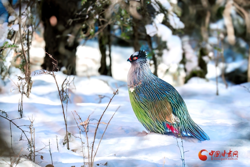 雪地里的“彩虹鸟”
