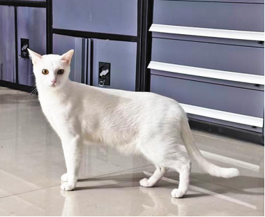 ▲ 茜茜走失的小猫“屁屁”