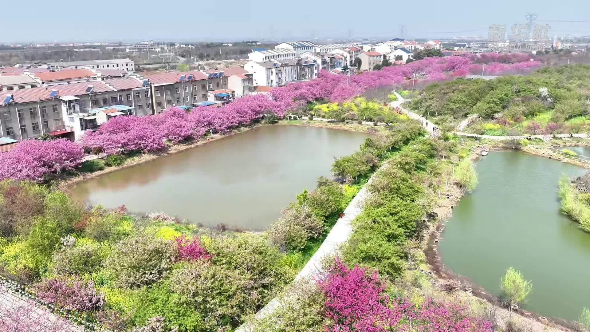 武汉长江新区：赏花正当时