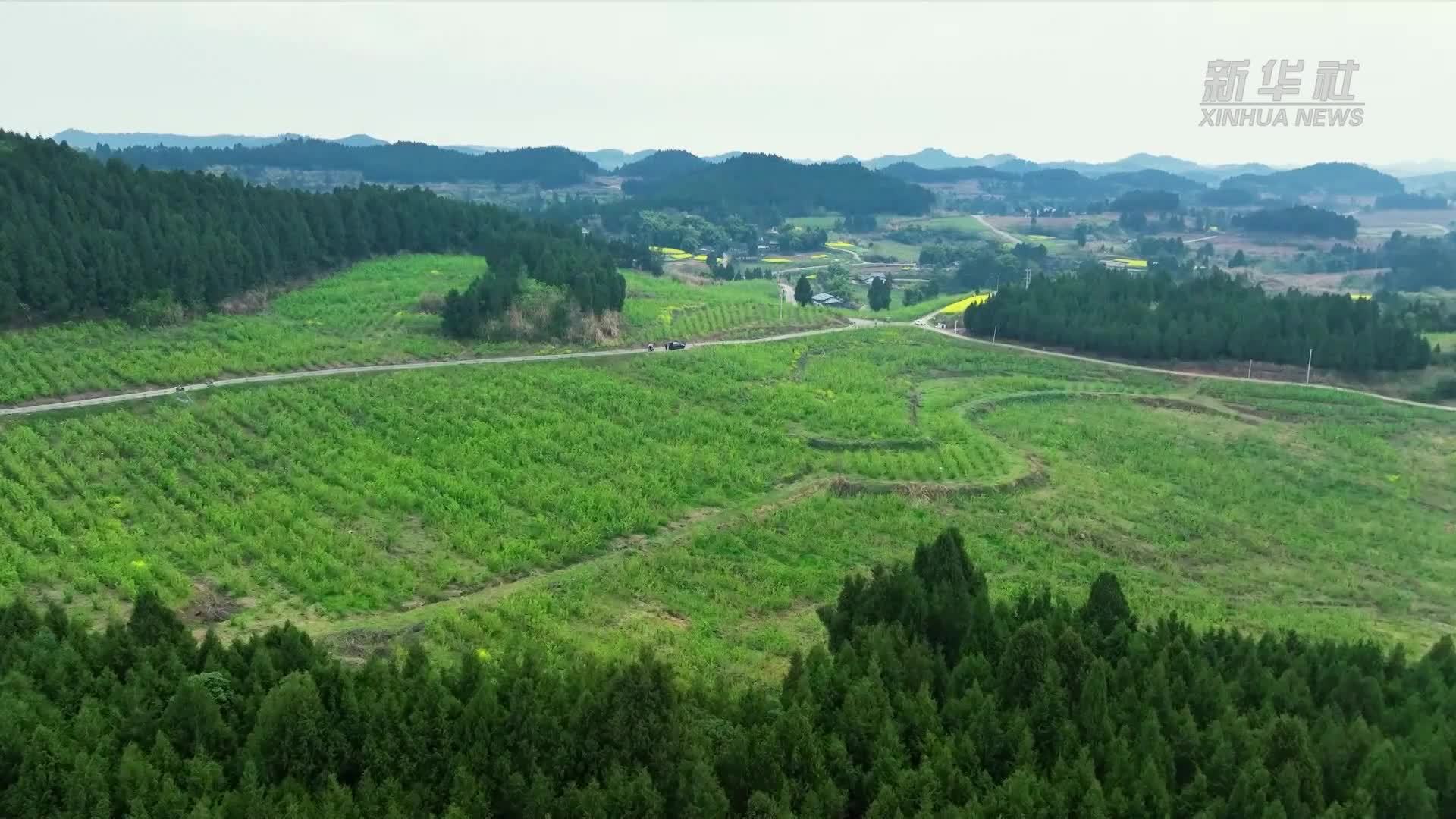 四川嘉陵：春日好时光 桑茶采摘忙