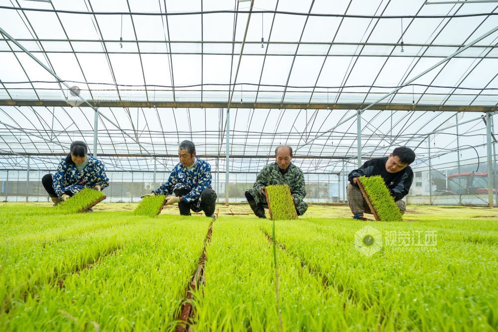 江西萍乡：春来育秧管护忙（图）