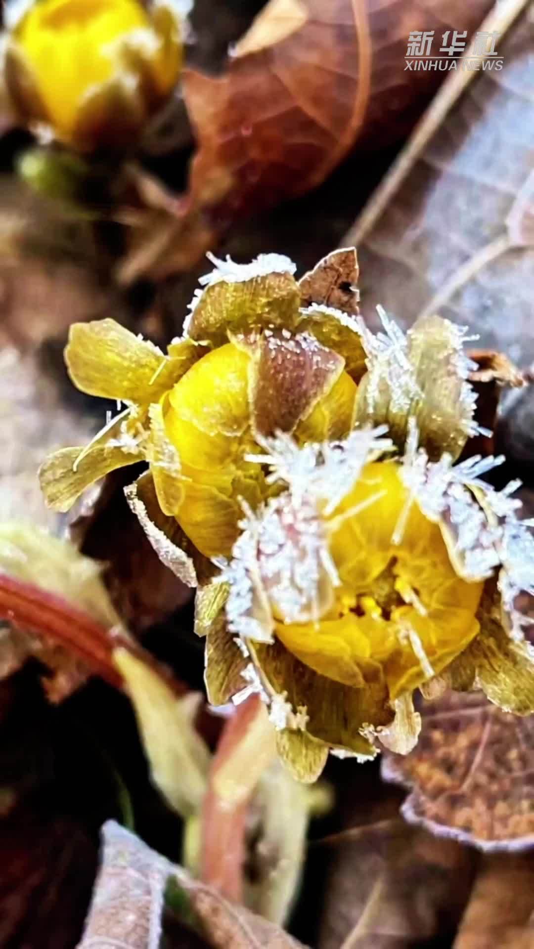 长白山间 冰凌花开迎春来