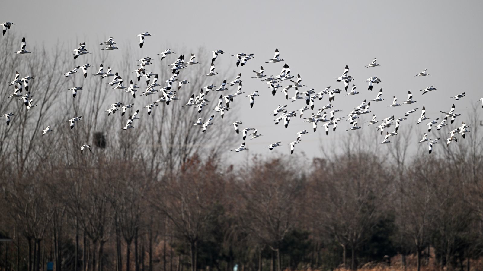 反嘴鹬 邵光峰 摄