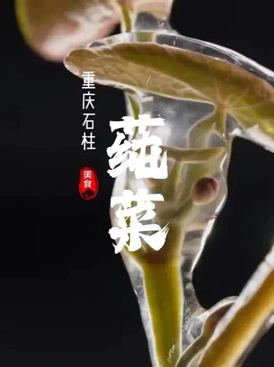 因稀缺和季节性，成为唯一可食用的国家级保护植物——莼菜