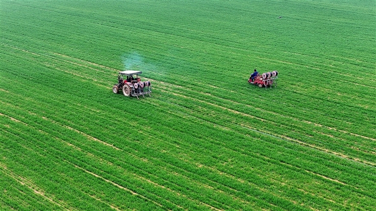 洛阳市孟津区油坊村小麦高产示范基地,农户正抢抓作物生长的关键节点,给麦田铺设节水滴灌带网,为小麦装上保丰收的营养“饮水器”,给小麦稳产高产注入强劲科技动力。郑占波 刘芳芳 摄