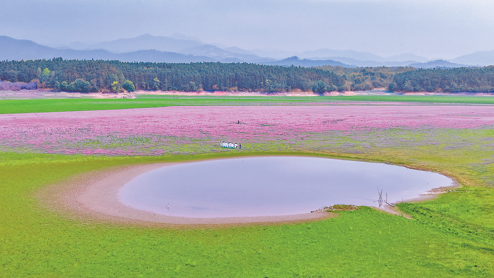 周末去哪儿？南城洪门湖的粉色花海等你来