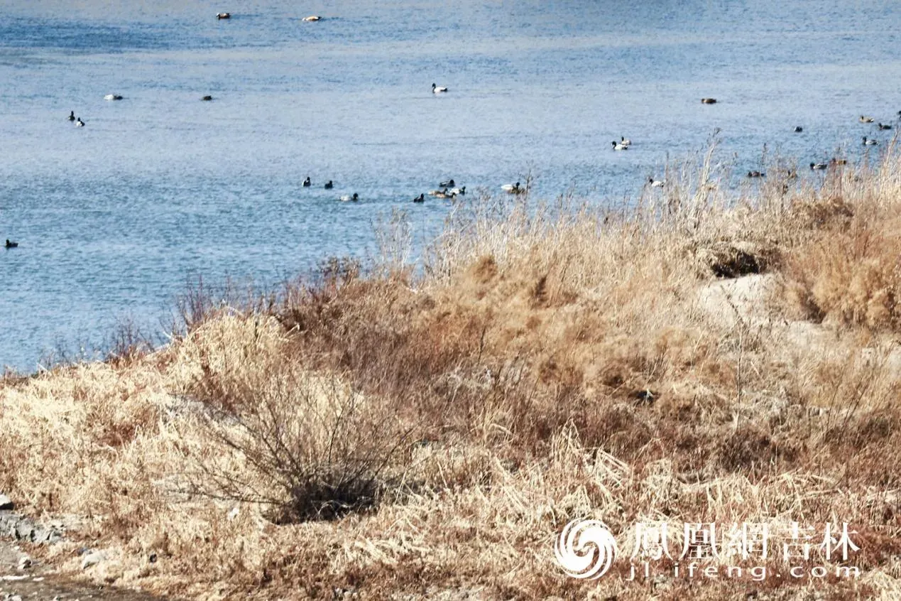 长春北湖春日“百鸟图”