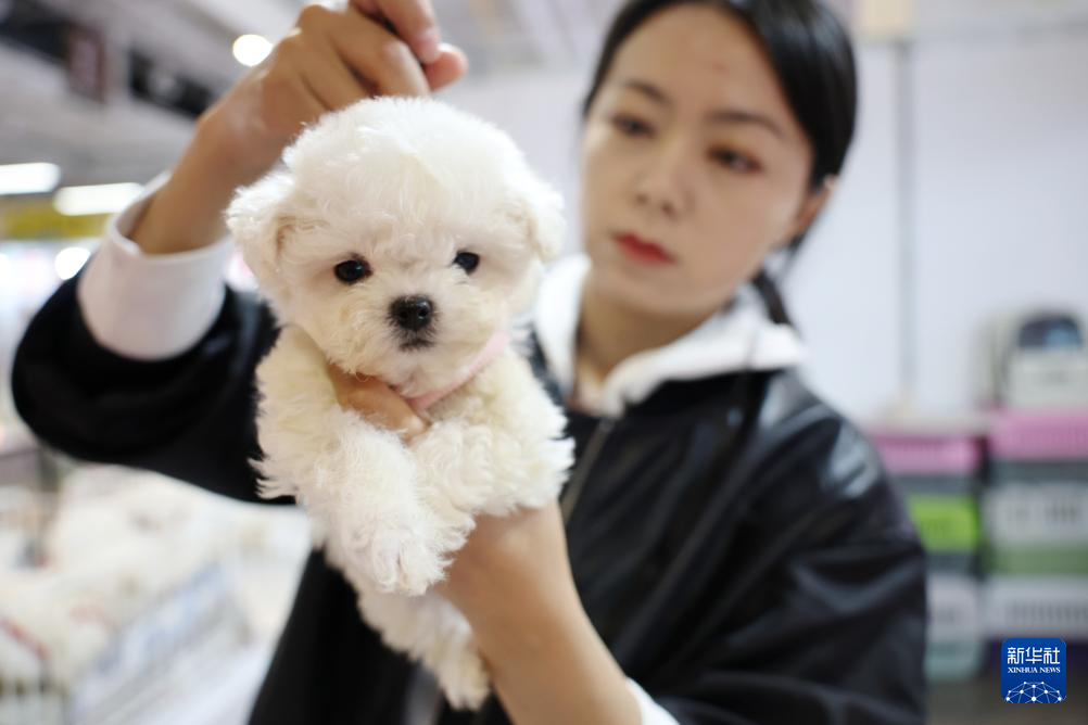 3月27日，宠物展商李沫在展位上给一只宠物犬梳理毛发。新华社记者　陈斌　摄