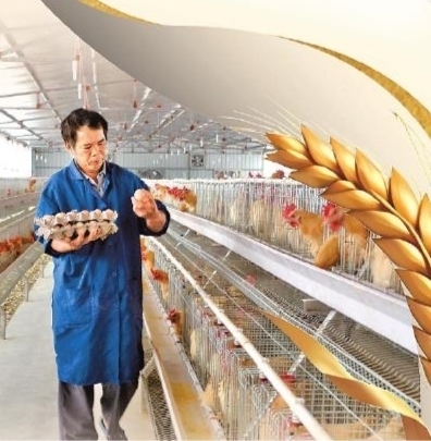 黄鸡产业振翅高飞。特约记者曾嵘峰 摄