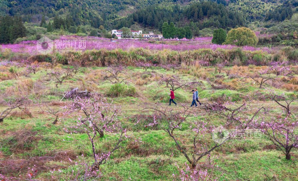 3月25日,永新县曲白乡的黄桃花竞相绽放,朵朵娇花挂满枝头,与青山绿水相映成趣,吸引众多游客纷至沓来。人们徜徉花海,赏花观景、拍照留念,尽享春日美好时光。