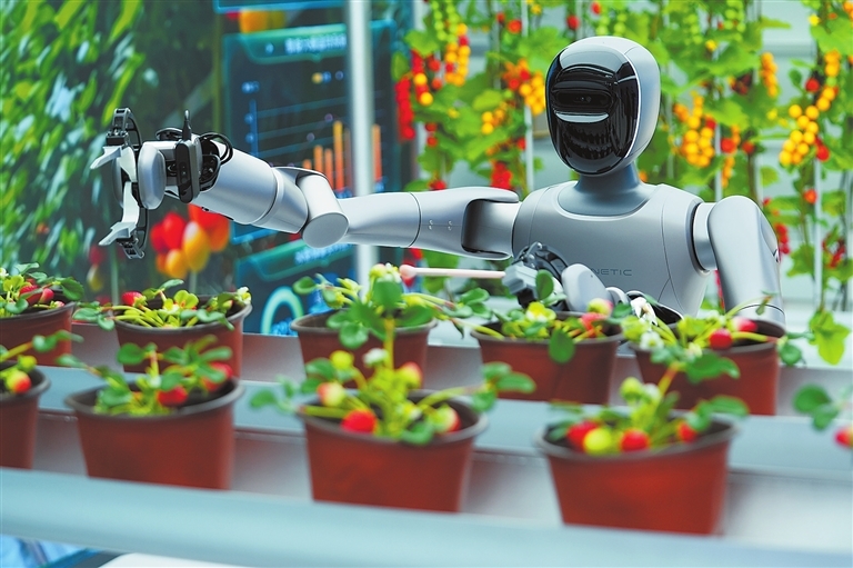 农业应用机器人栽种、采摘“草莓”。