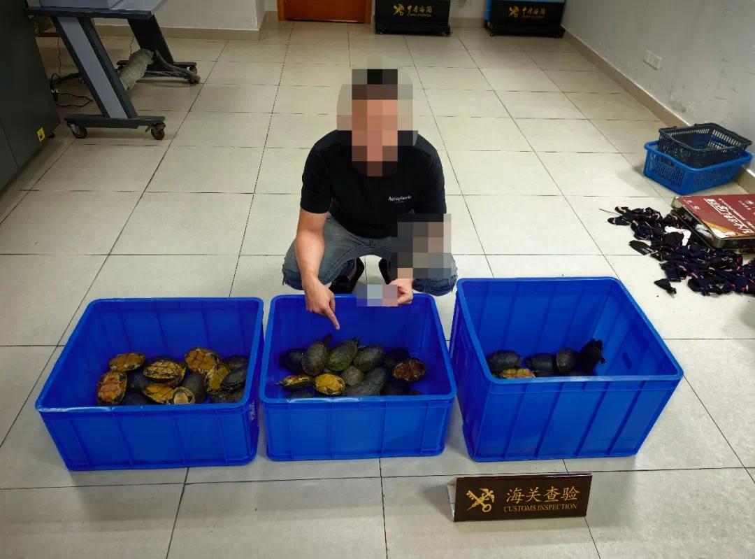 75只濒危龟被塞进袜子藏车底 港珠澳大桥海关当场截获