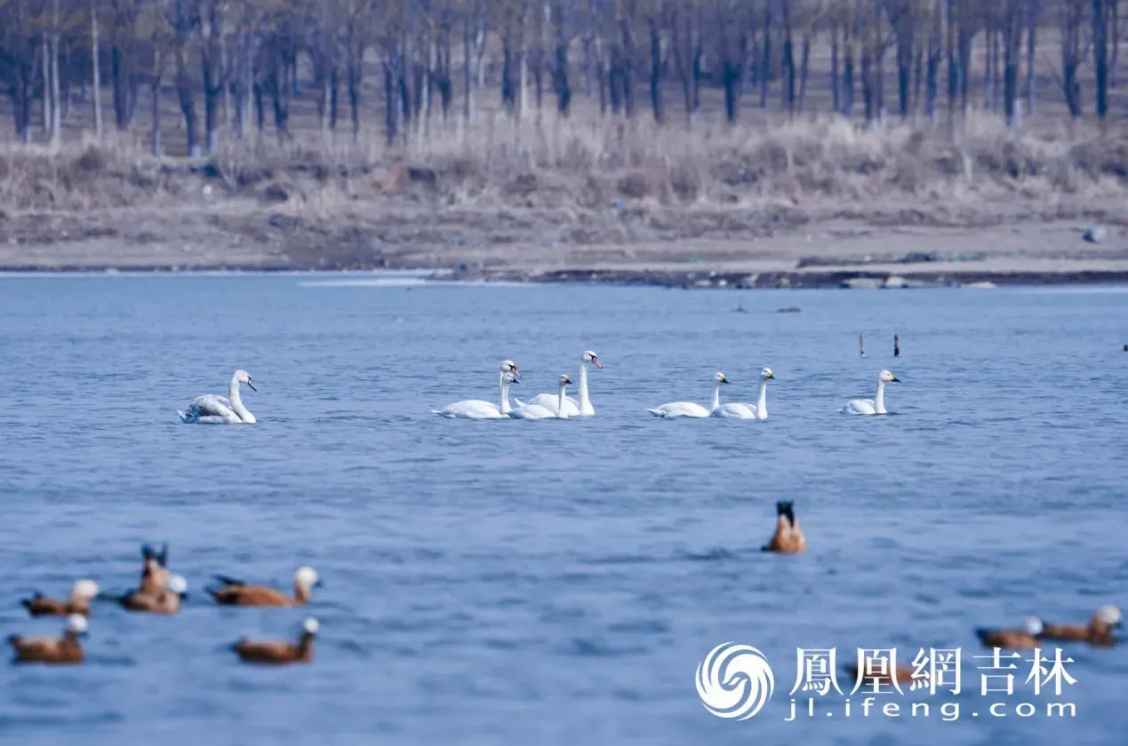 长春北湖春日“百鸟图”
